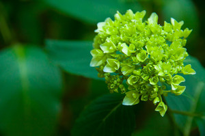 hydrangea
